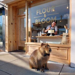A sunlit, minimalist bakery storefront with a large glass...