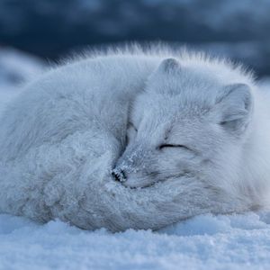 Macro shot of an Arctic fox curled into a dense white bal...