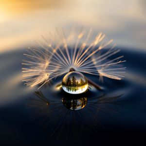 An ethereal macro photograph of a single translucent dand...