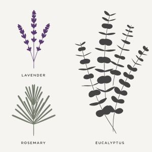 A minimalist, flat vector illustration of a botanical her...