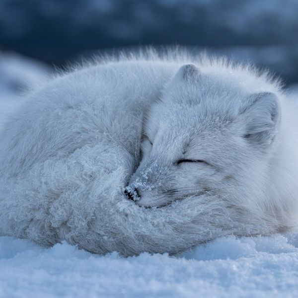 AI image generated by Nano Banana 2 Lite — prompt: Macro shot of an Arctic fox curled into a dense white ball on fresh powder snow, soft blue winter twilight, frost on whiskers, hyper-realistic fur texture, ethereal atmosphere.
