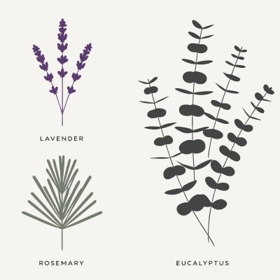 Recraft V4.1 SVG generated image of A minimalist, flat vector illustration of a botanical herbarium. The composit...