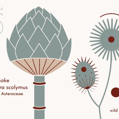 Recraft V4.1 Pro SVG generated image of Flat vector illustration of a vintage botanical study, featuring a detailed a...
